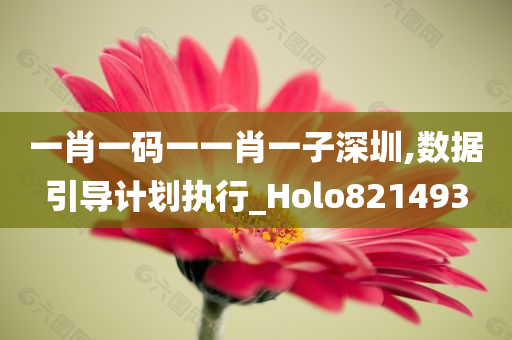 一肖一码一一肖一子深圳,数据引导计划执行_Holo821493