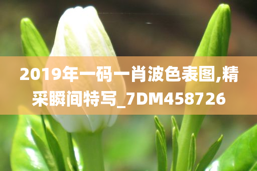 2019年一码一肖波色表图,精采瞬间特写_7DM458726